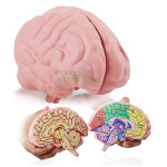Brain Model, 3-Part